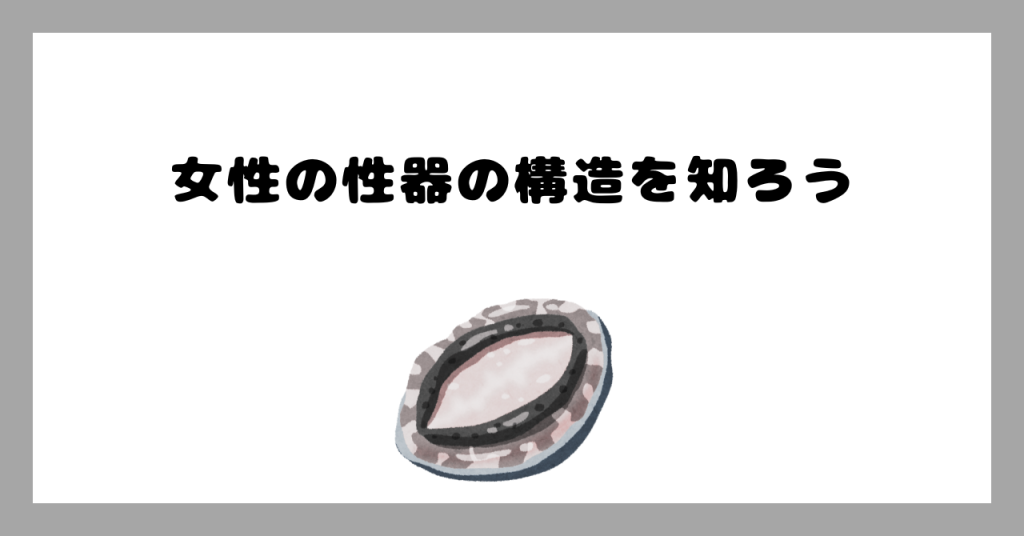 女性の性器の構造 イメージ画像